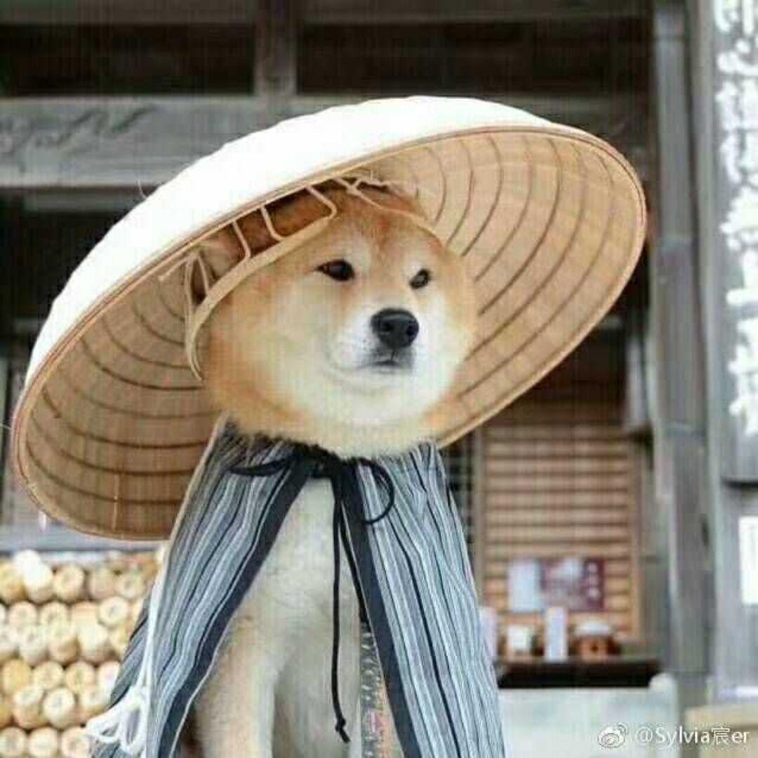 装糊涂的高手
