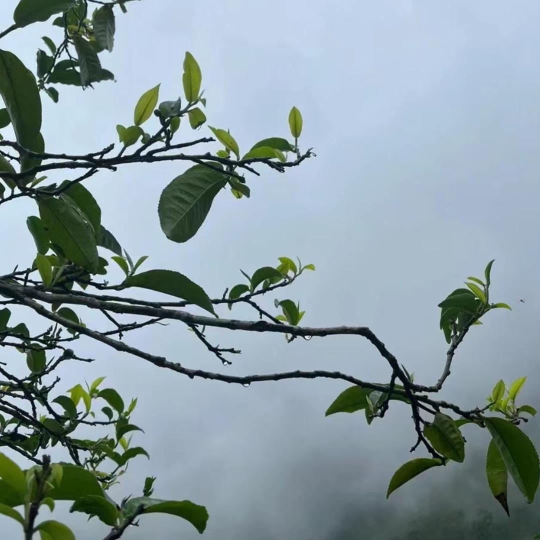 饮·山