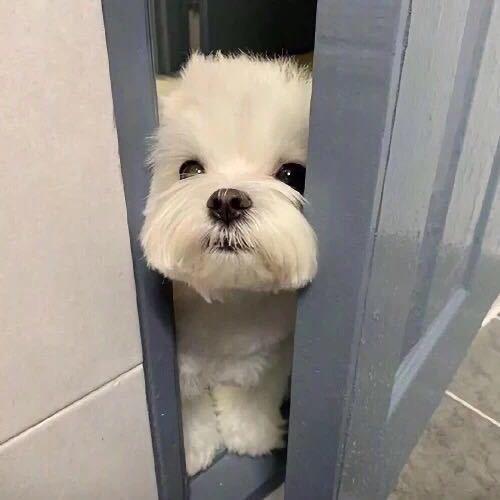 97无糖可乐（苦练版）