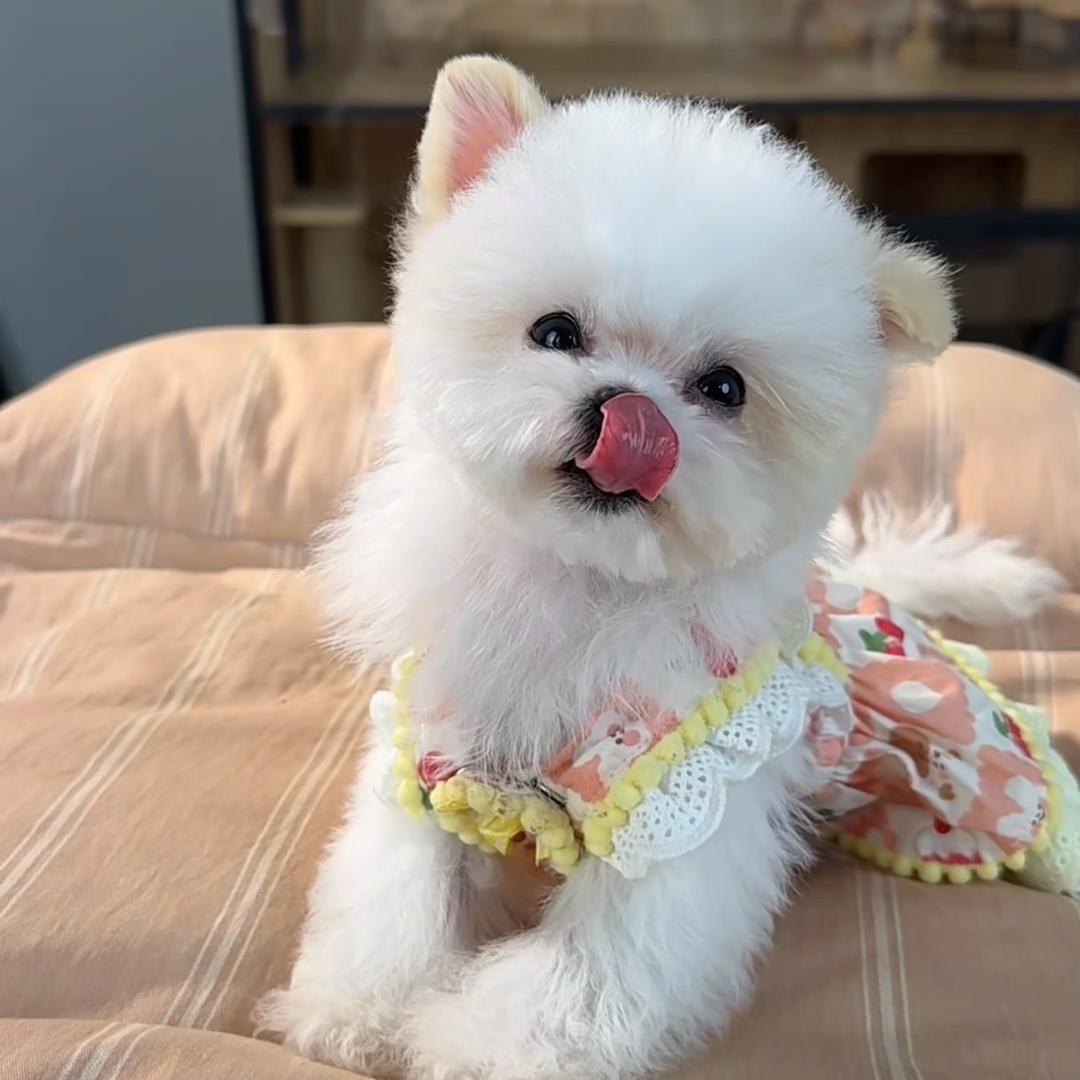 迪迪威宠物俱乐部3️⃣