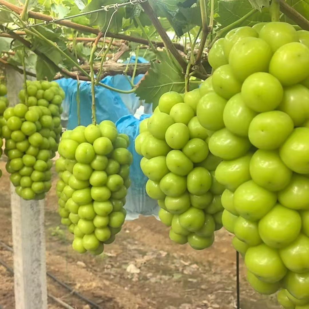 产地直发各种应季水果