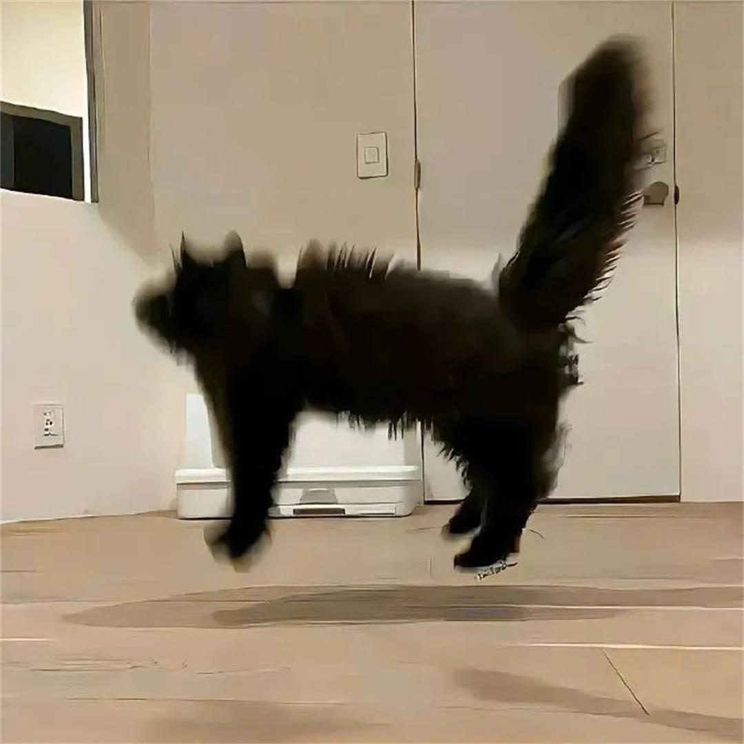 蓝莓是只🐱～