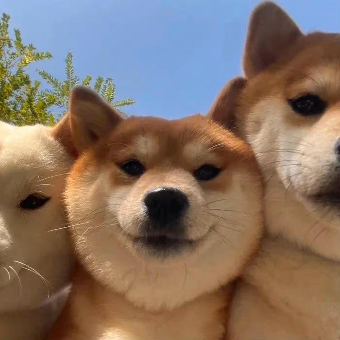 每日好物官蜜蜜