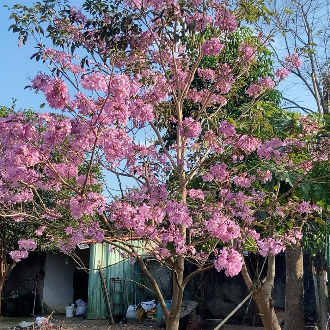风玲花