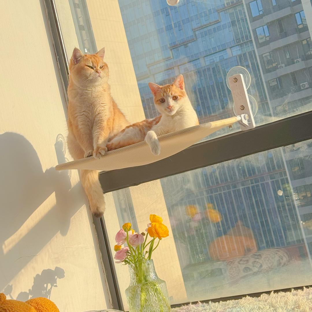 猫臭臭&胖坨坨