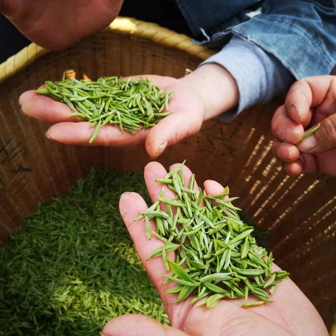 茶农小舒