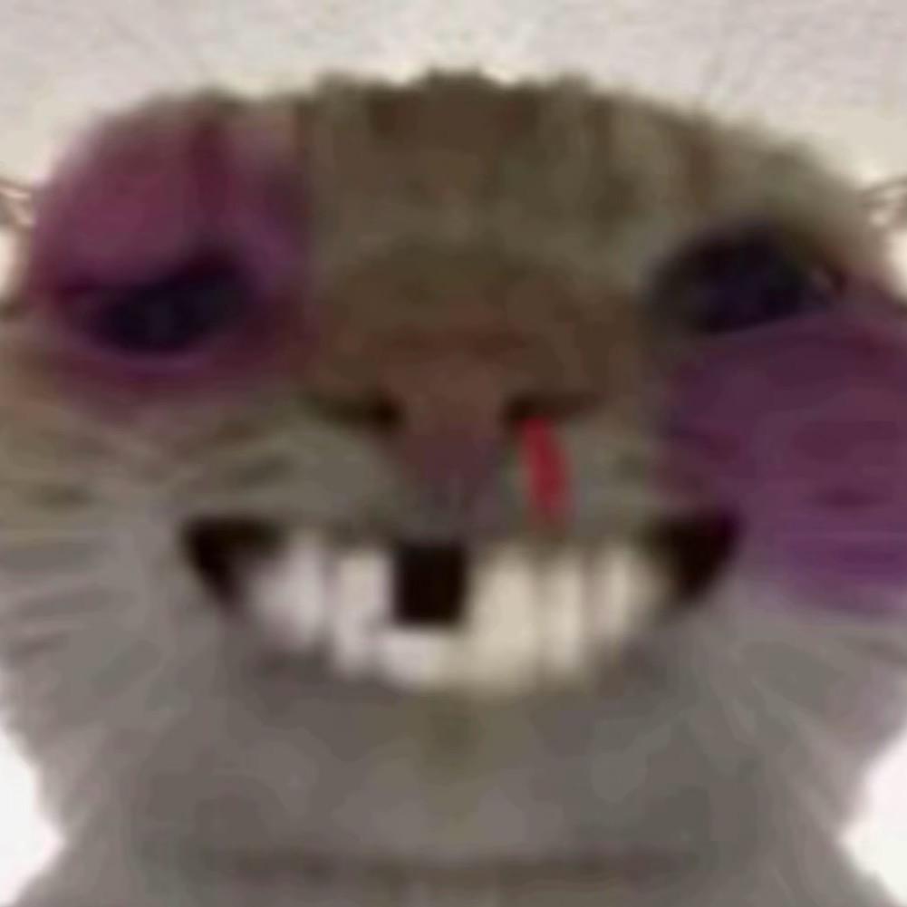 猫咪呀