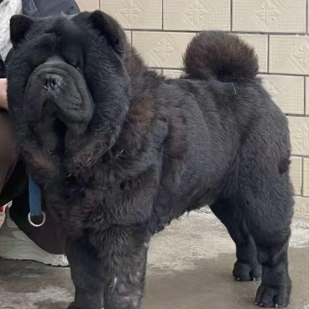 二哥说狗（中华田园犬）
