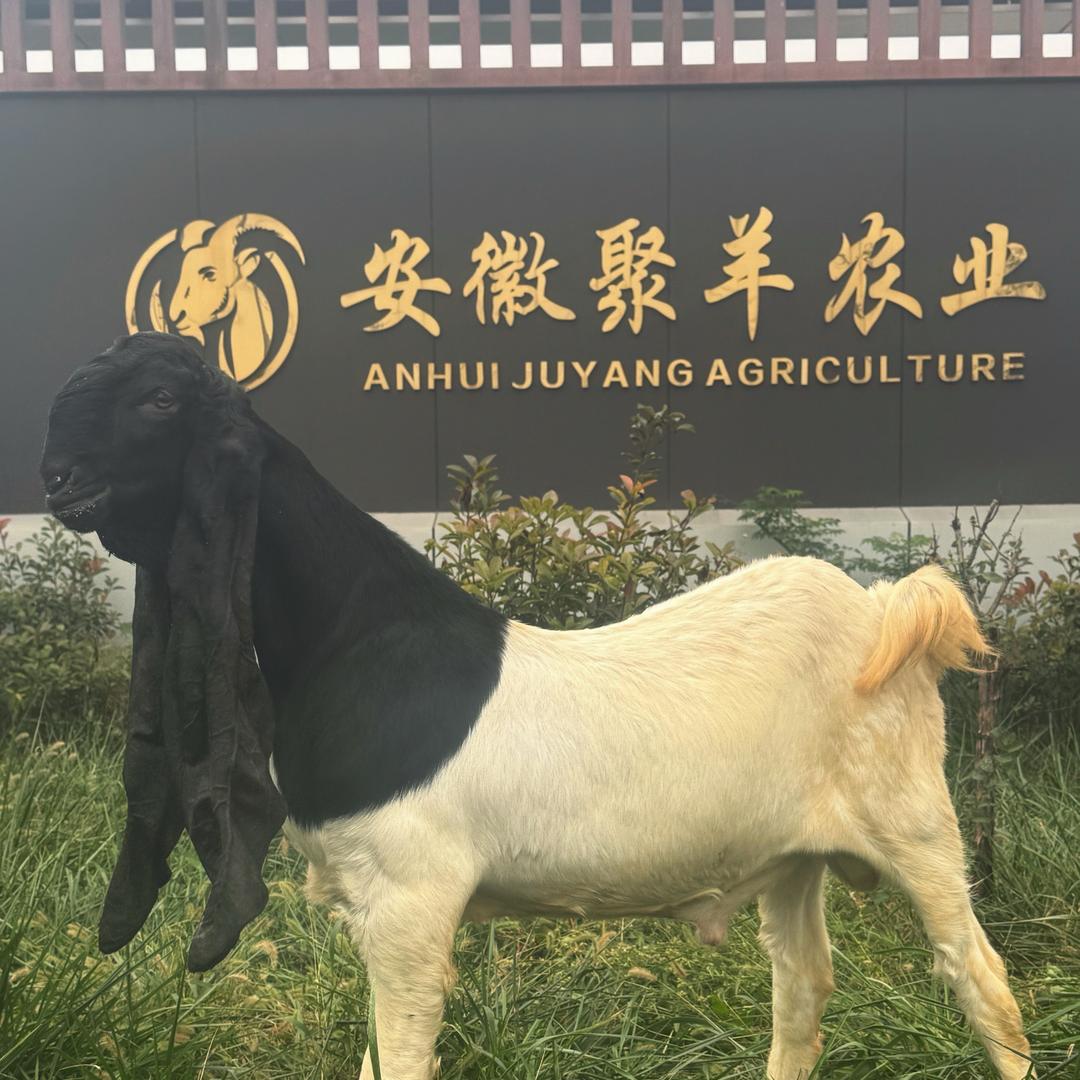 聚羊03养羊娃