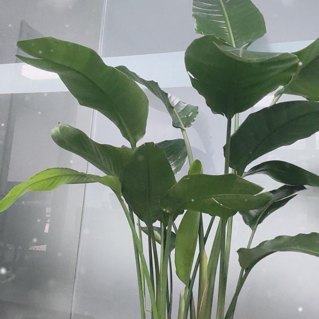 富贵花开落叶无声
