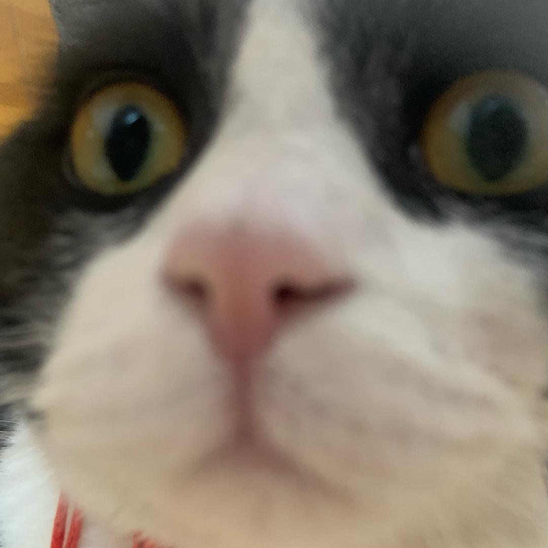 谢佳佳