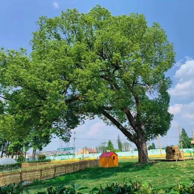 小小梦想家☀️