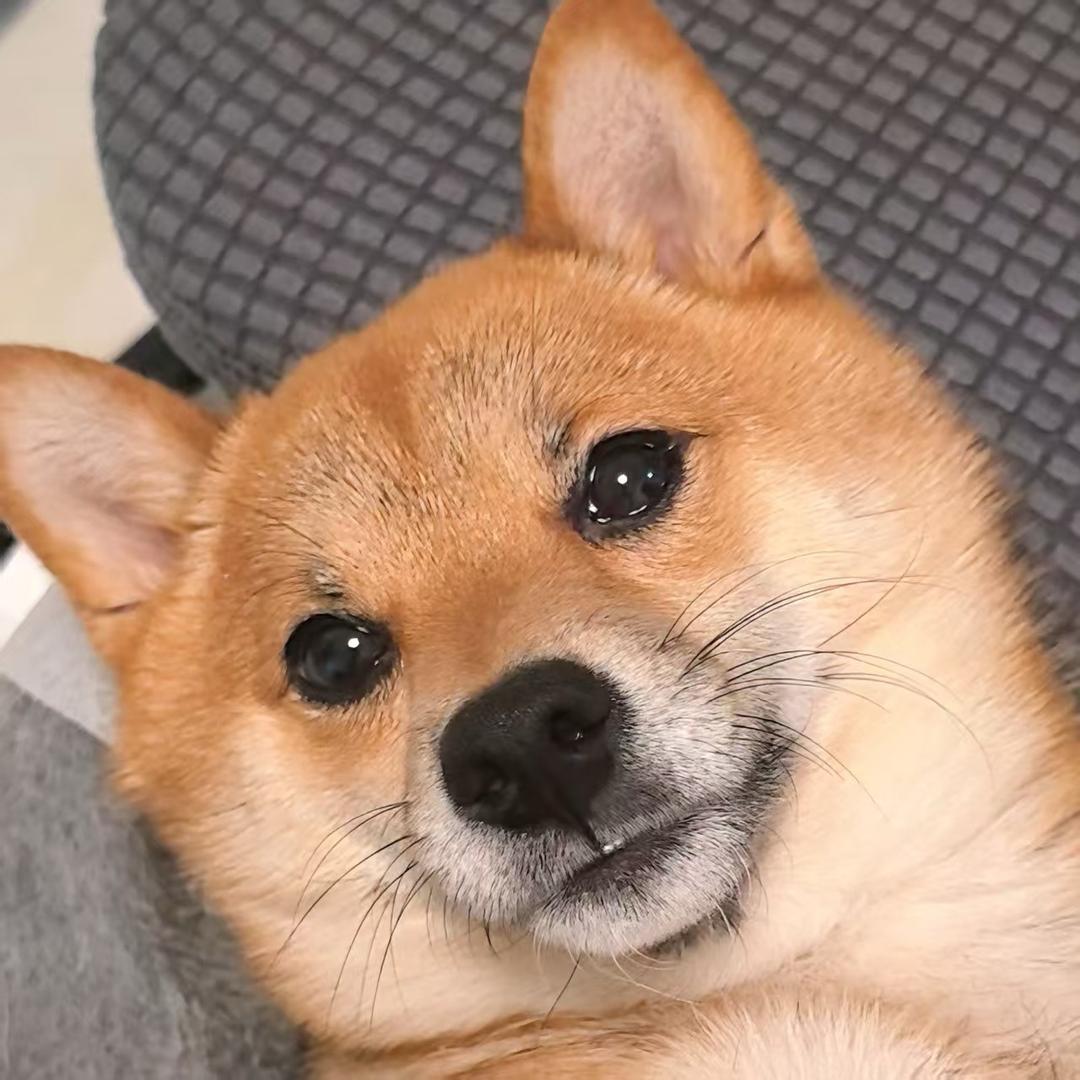 五只汪的饲养员