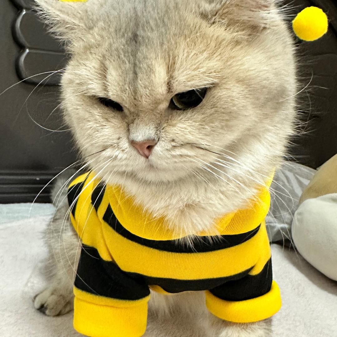 金百万