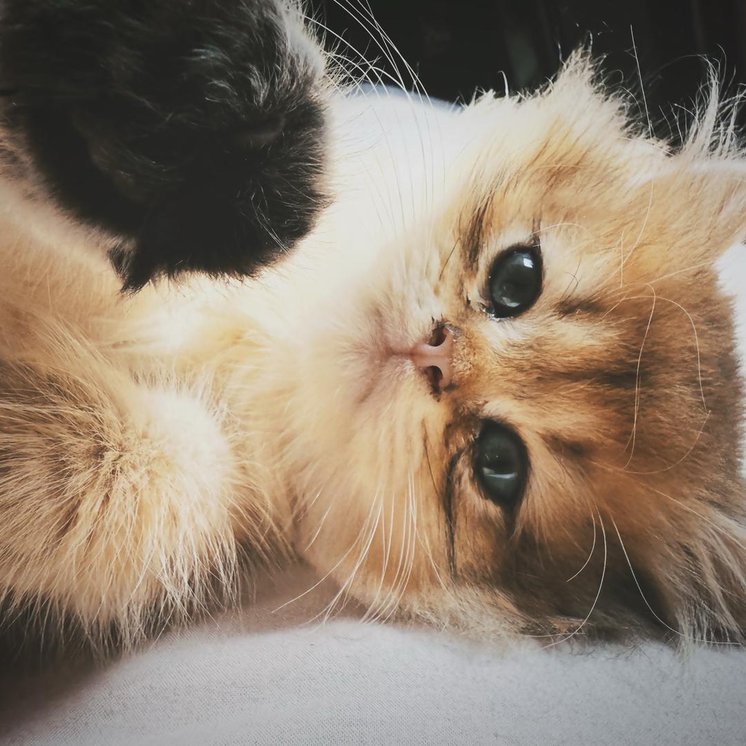 六安吉利远程丁亚萍