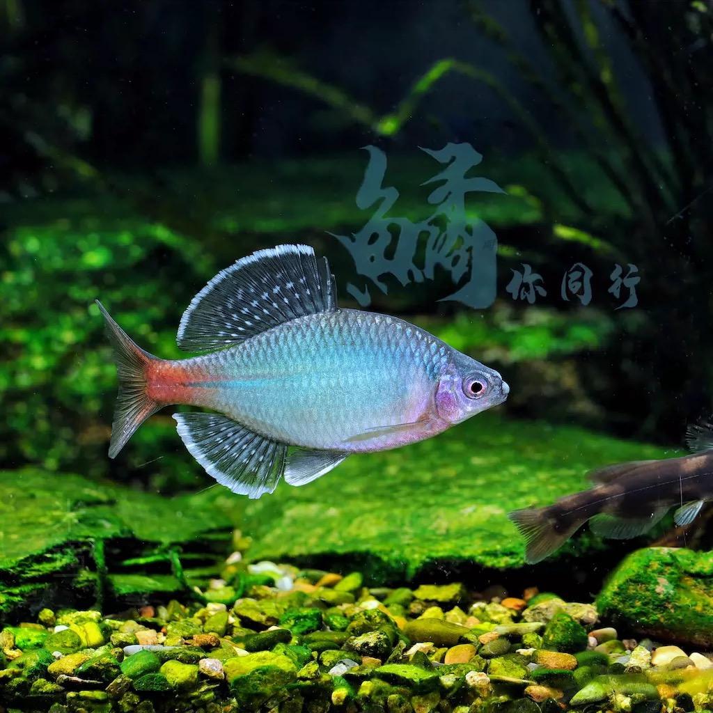 鱊你同行