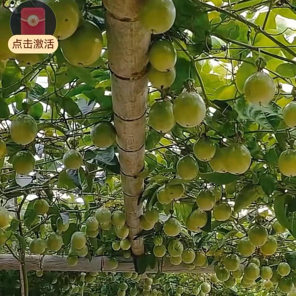 多多百香果园