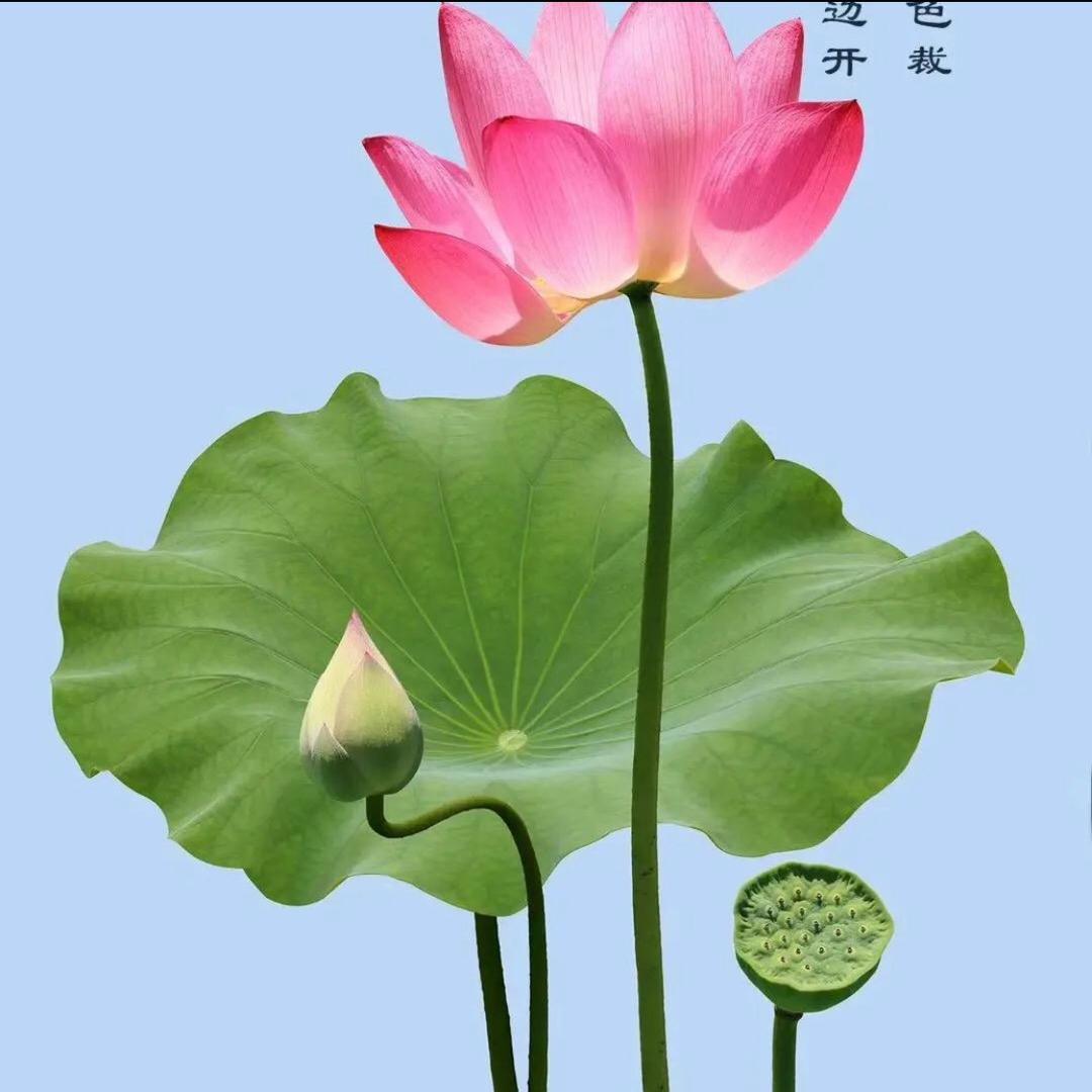 祝好人一生平安