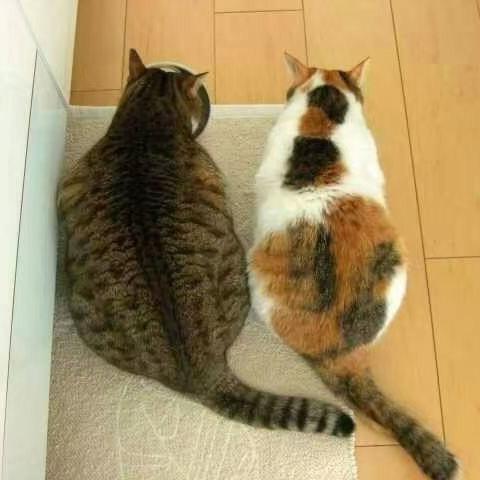 🌈👨🏻‍🍳🍔阿伟