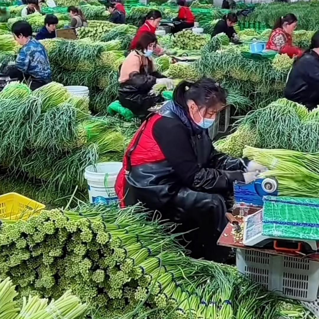 老农村蒜苔原产地