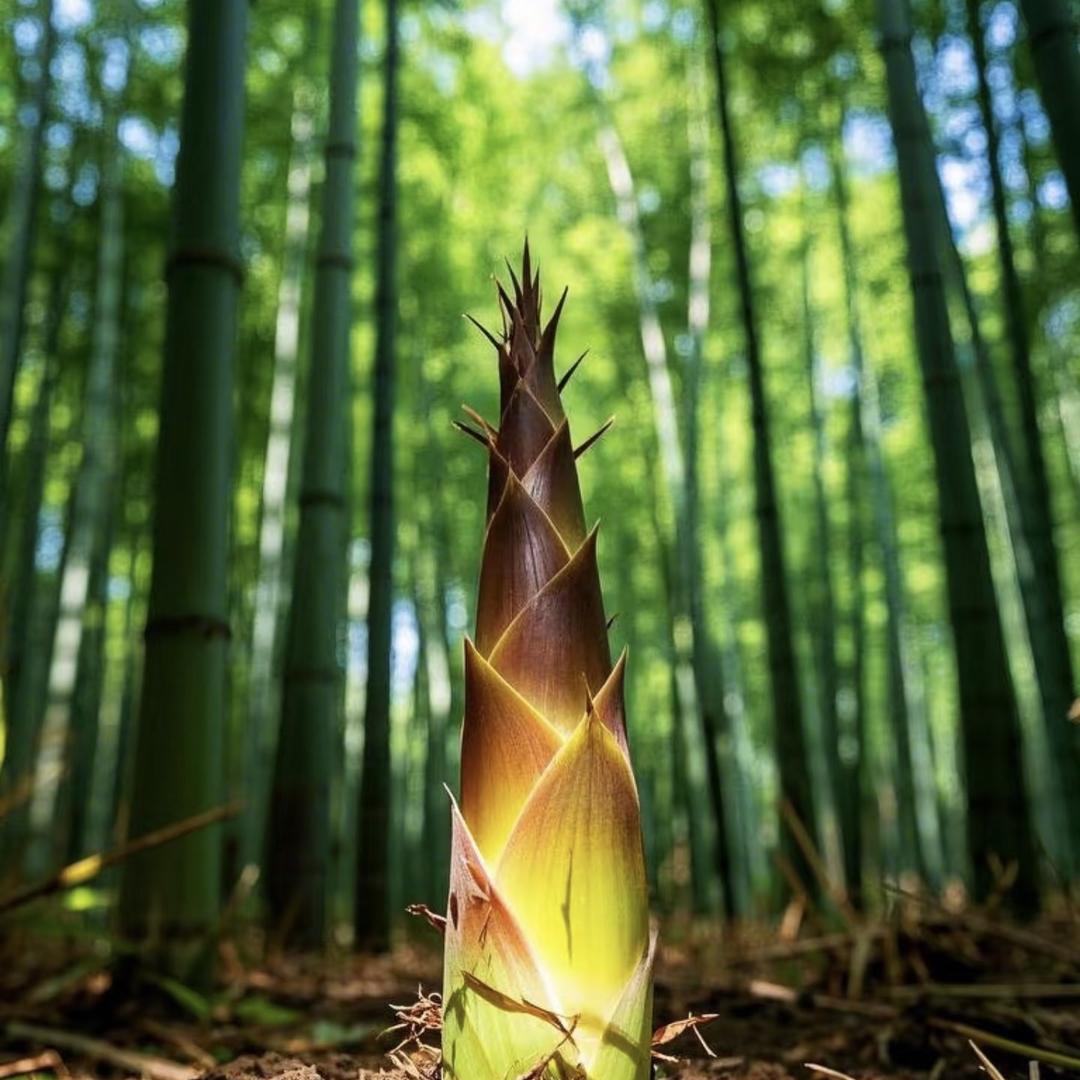 春姣姨食品油焖笋