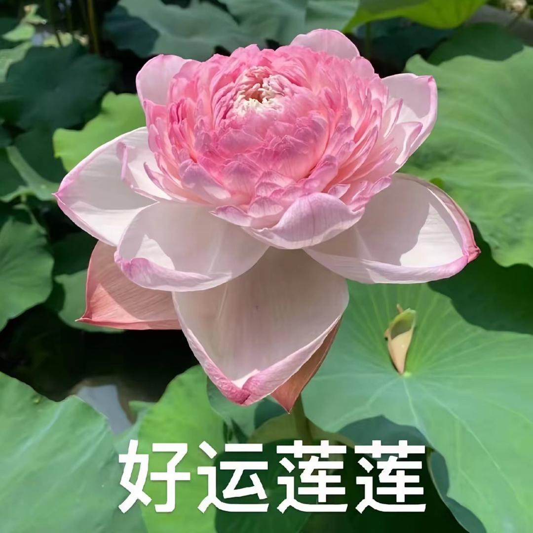 好运爆棚