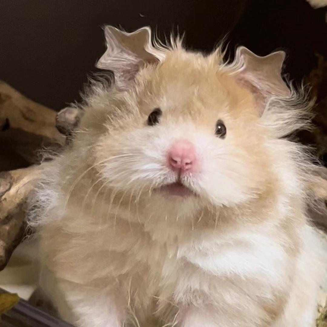 饱饱福の熊铺🐻(重来版)