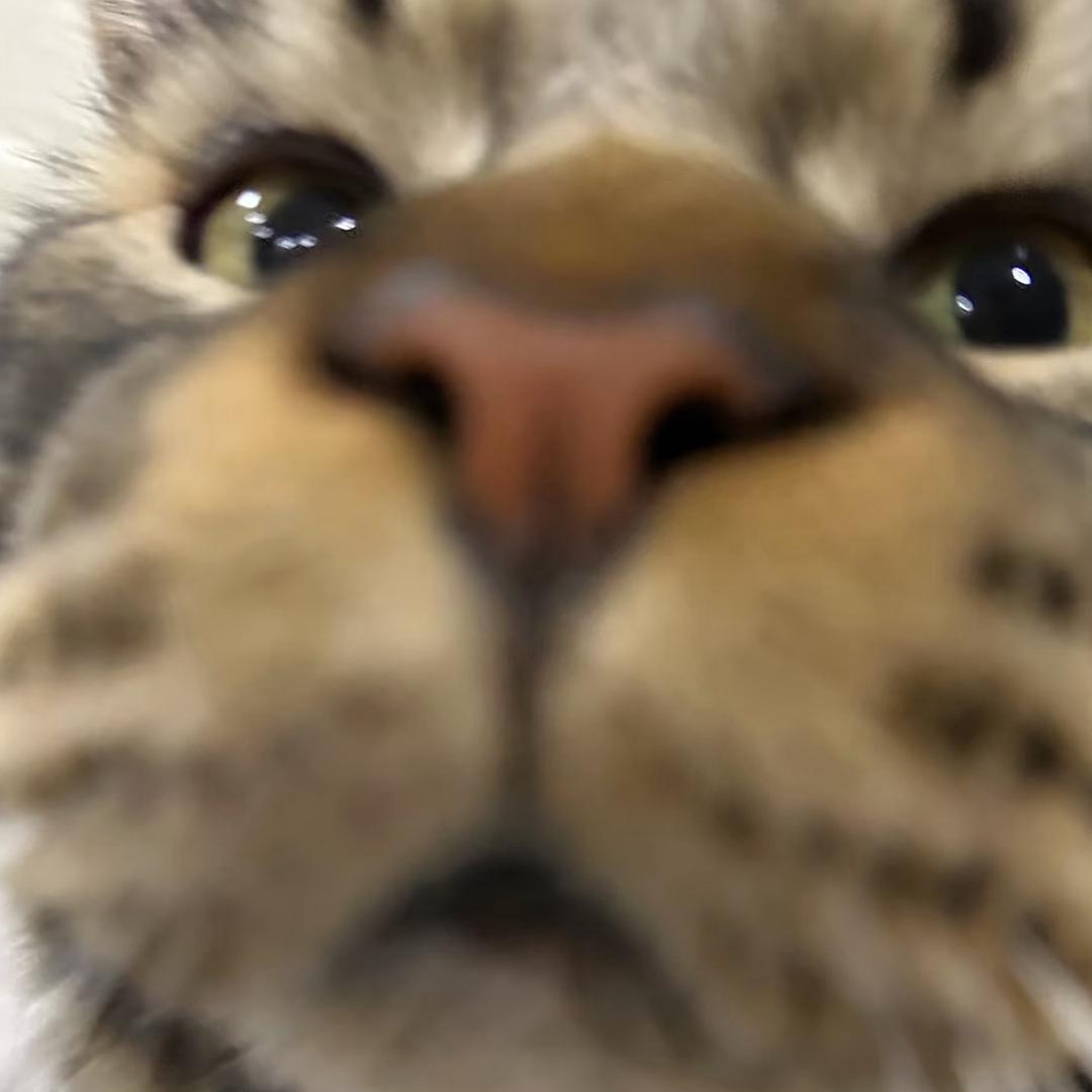 小猪