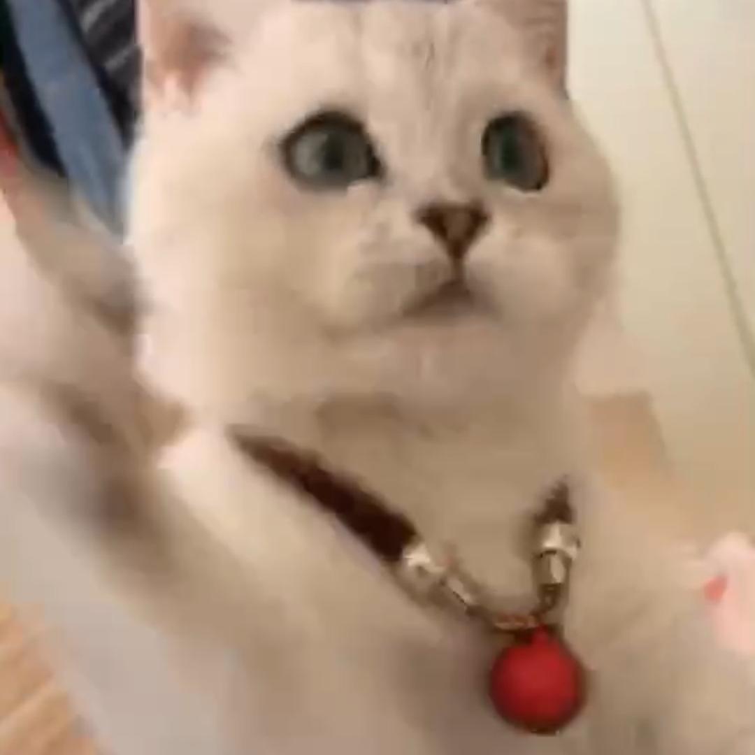 不知名美女子