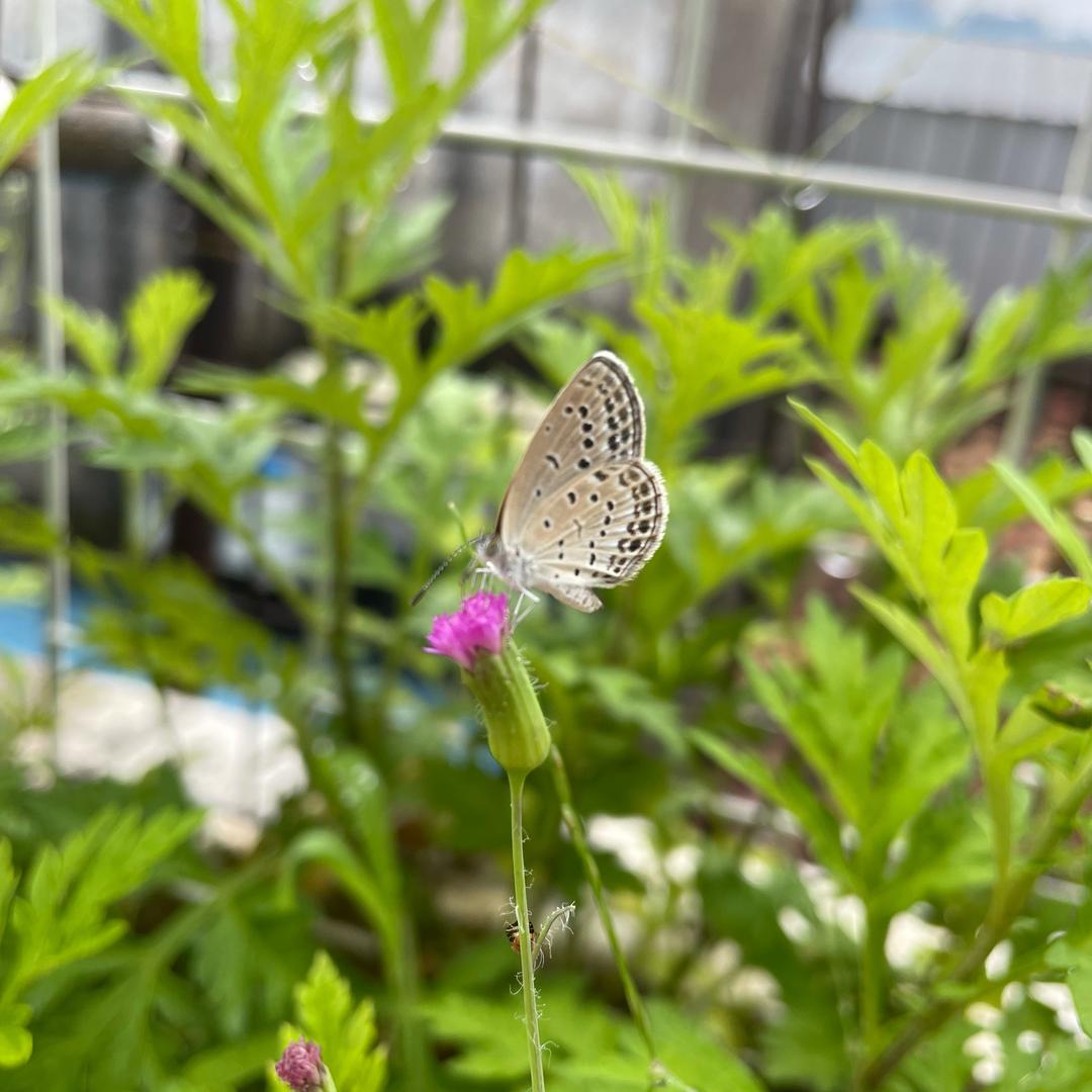 MiLi芬