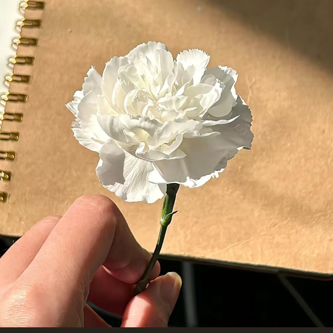 ㅤㅤㅤㅤㅤㅤㅤㅤ ㅤㅤㅤㅤ