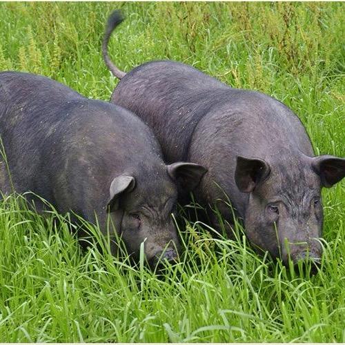 多乐黑猪养殖