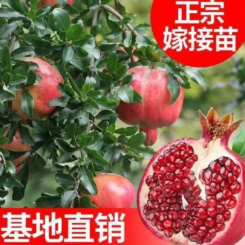 建泽果树苗木专营店