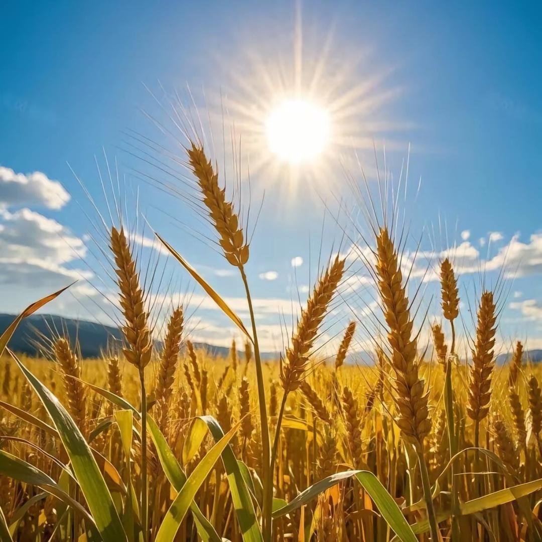 米米🌾