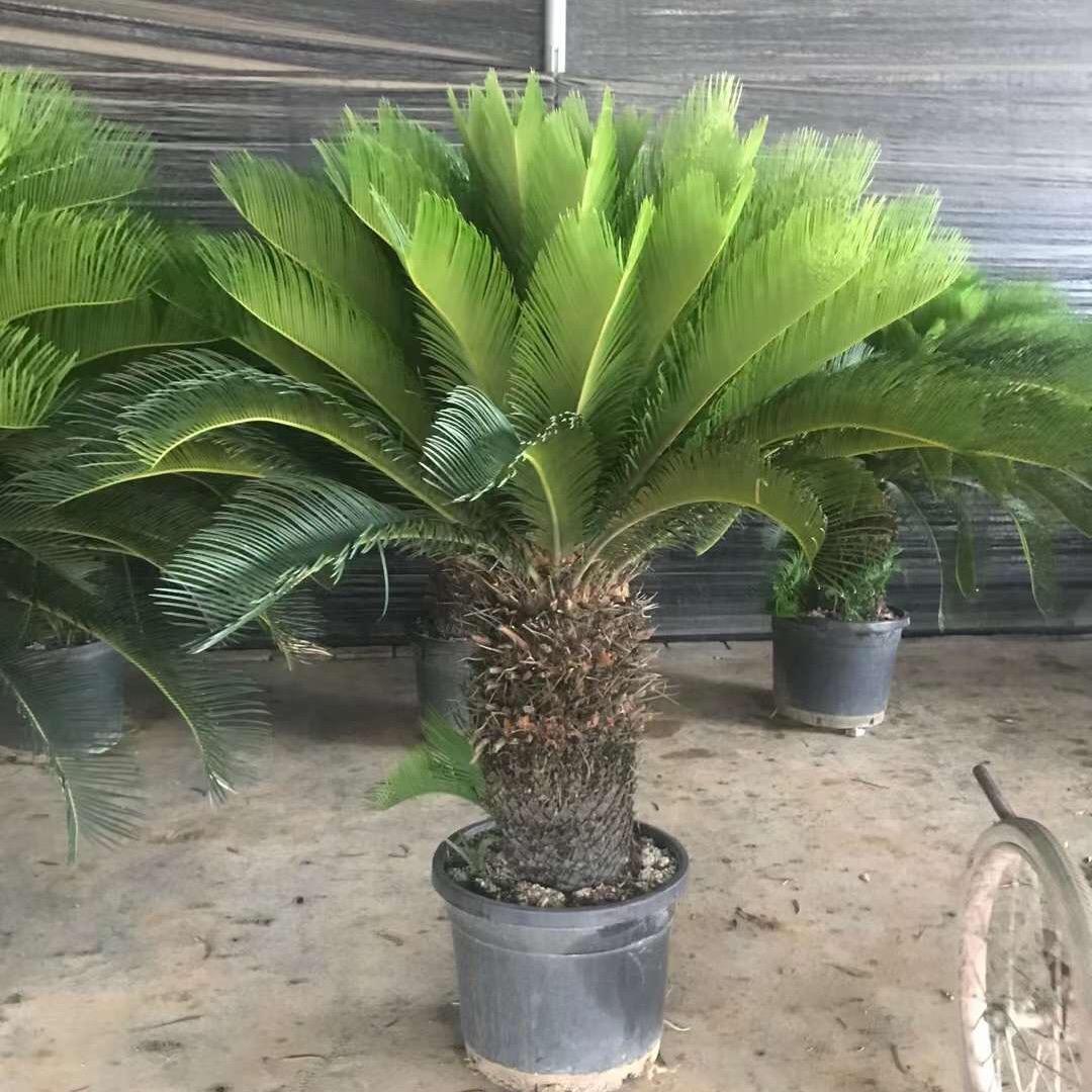馨香缘