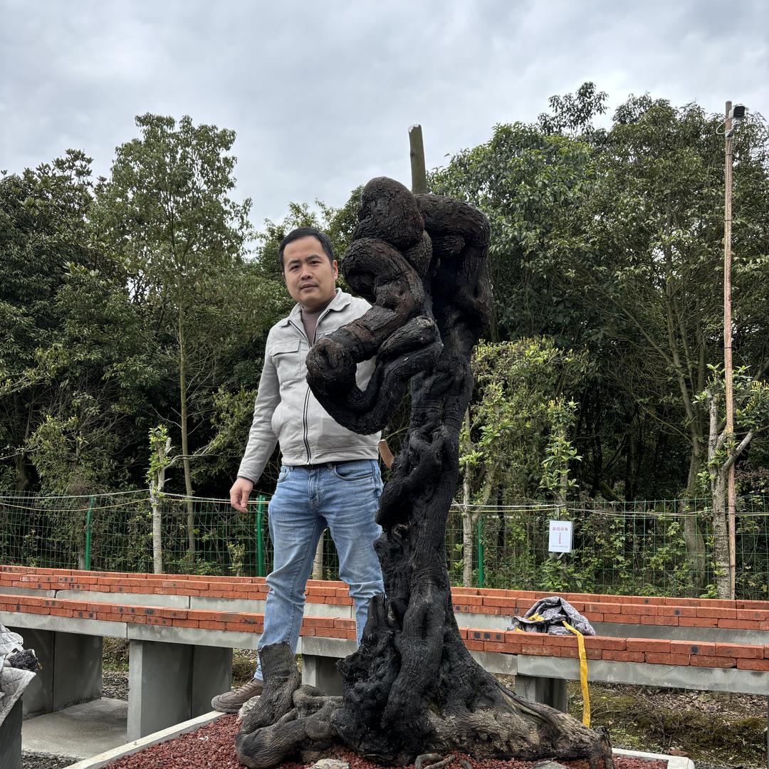 古韵树缘金弹子（小冯）