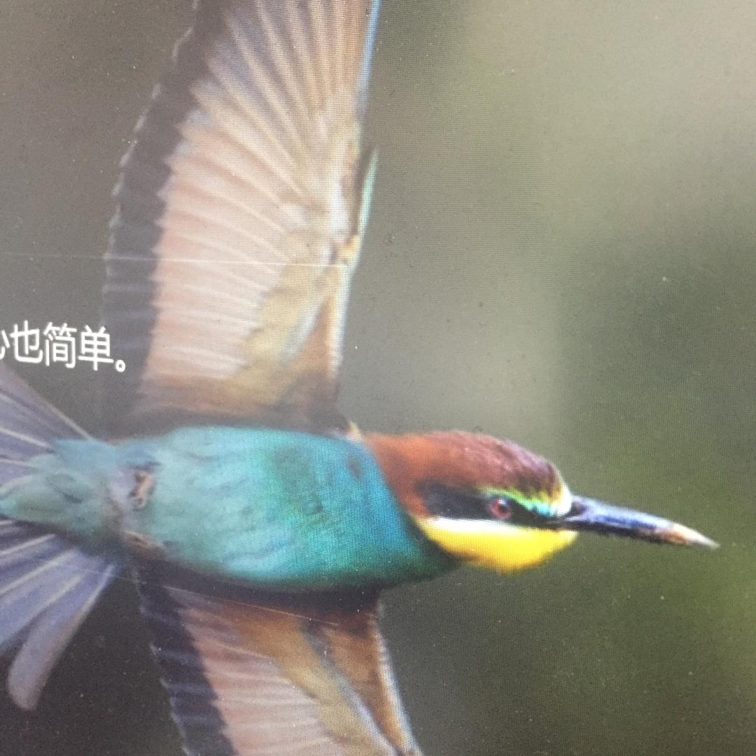 玉米地