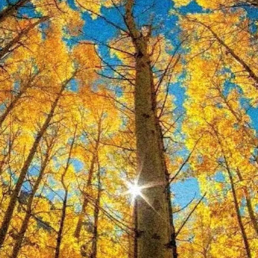 🌺🌺花开富贵🌺🌺🌻79