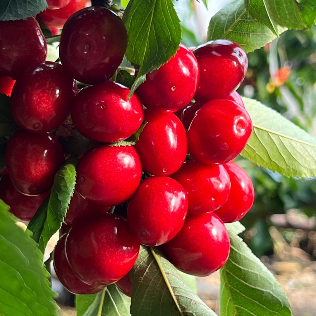 大用镇生态采摘园