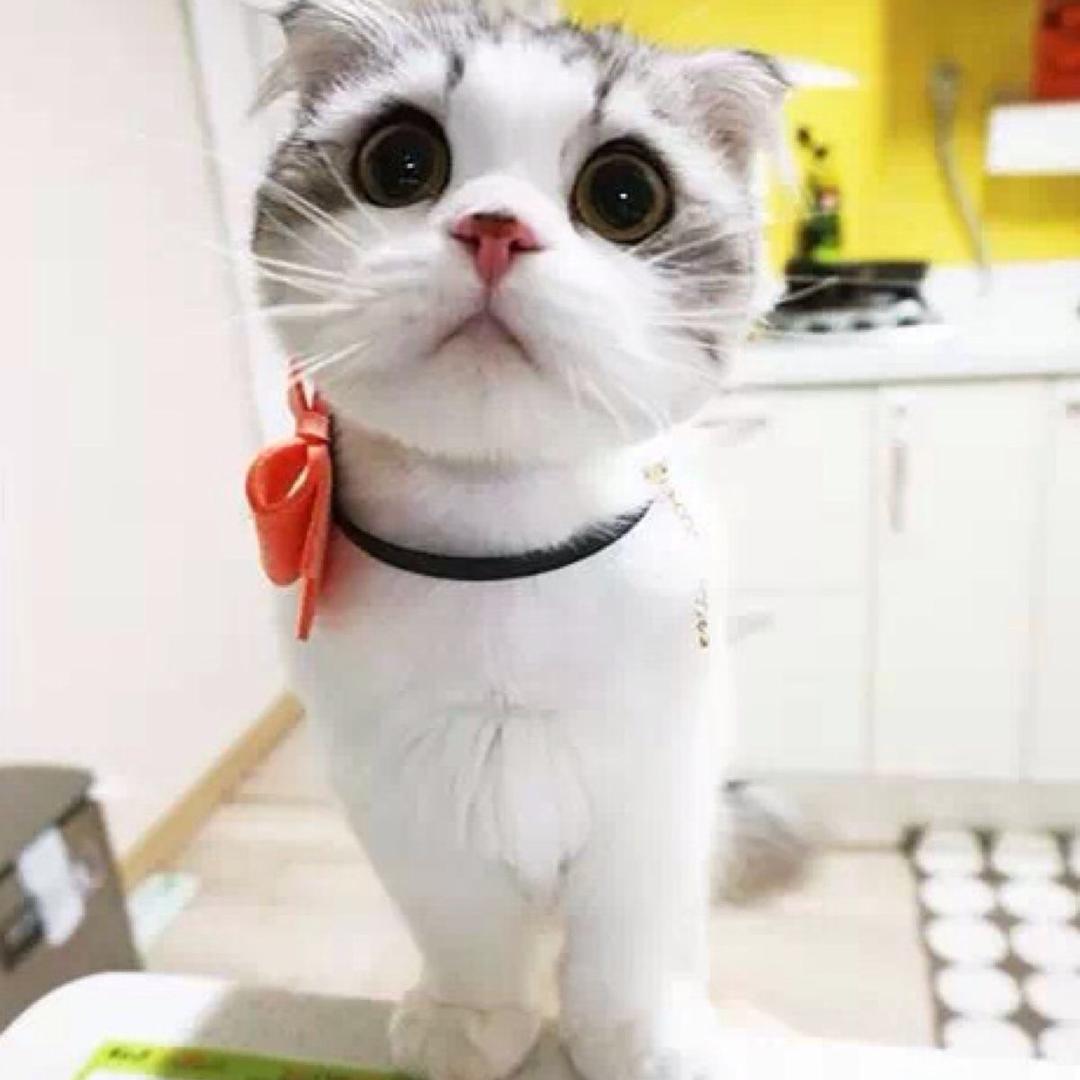 火炬之光·kiss小甜甜