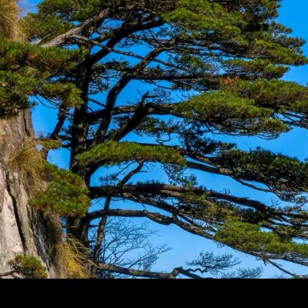 停下脚步回头看红叶飞舞。