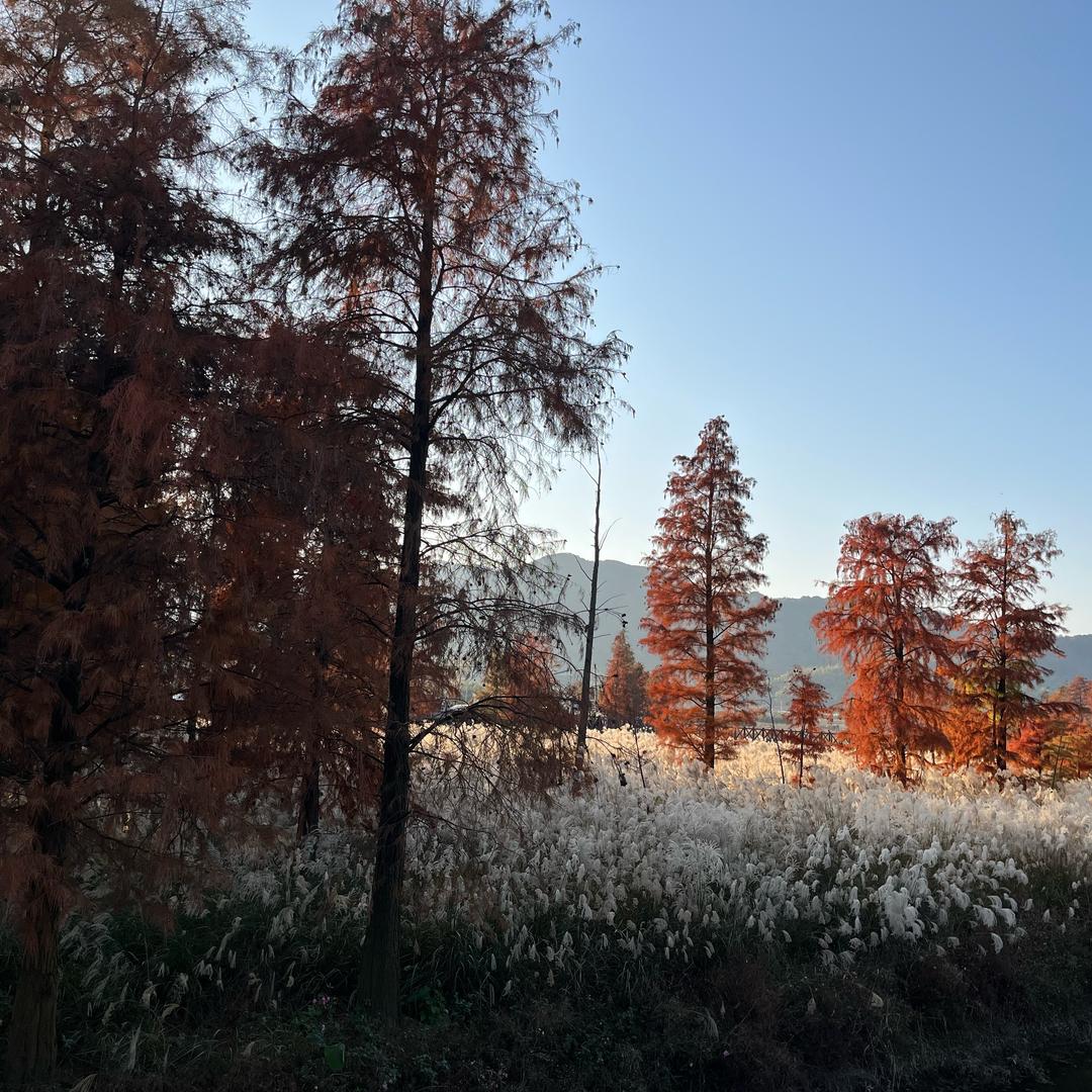 黎明有星辰