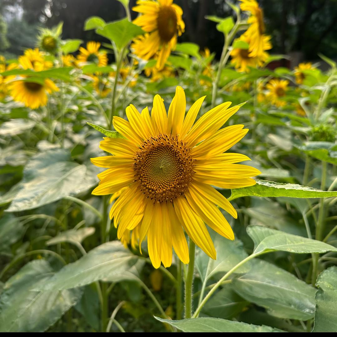 夏天就是夏天