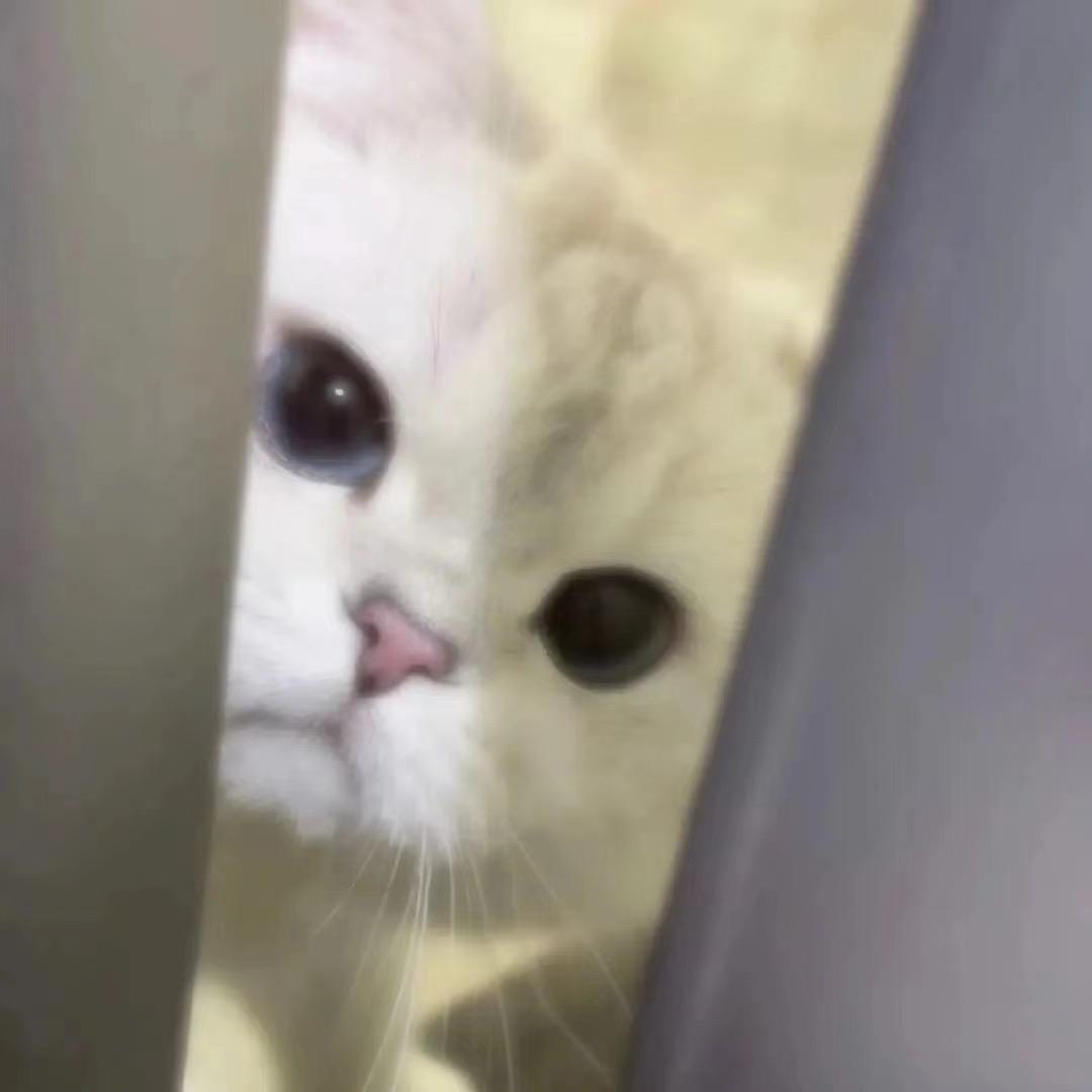 一只薯片鸭