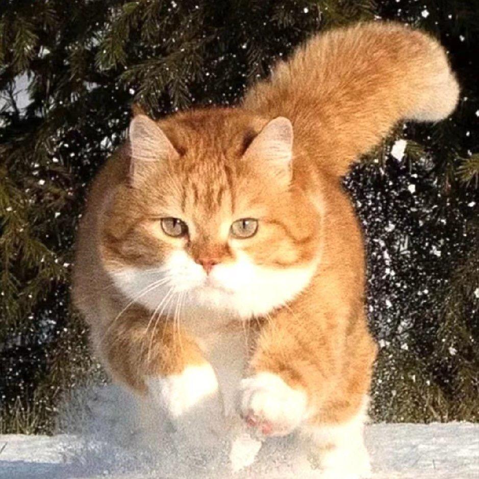 ☀欢喜大脸猫🐶