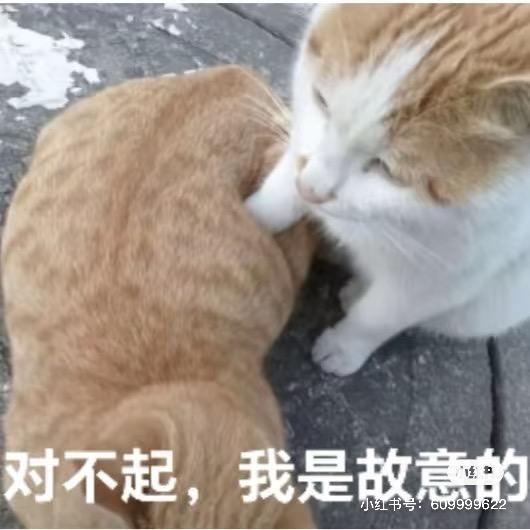 ʕ •ᴥ•ʔ……