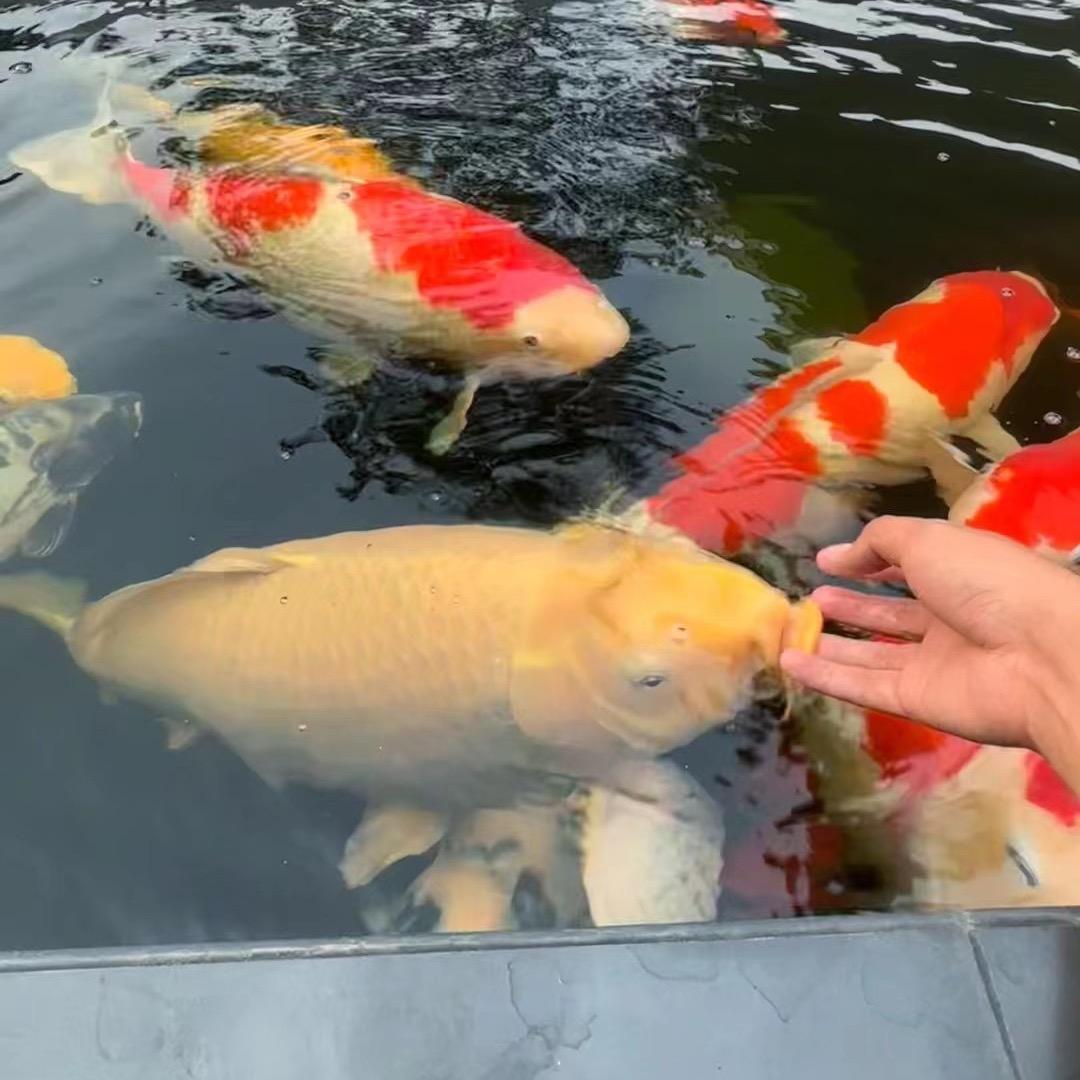 崽崽~蝴蝶鲤