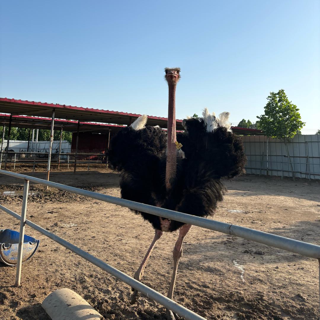 河北蒙鸵牧业「诚邀合作主播」