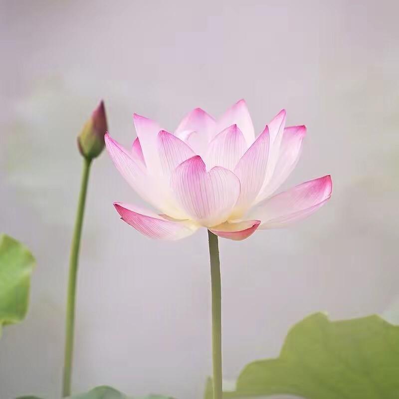 青质