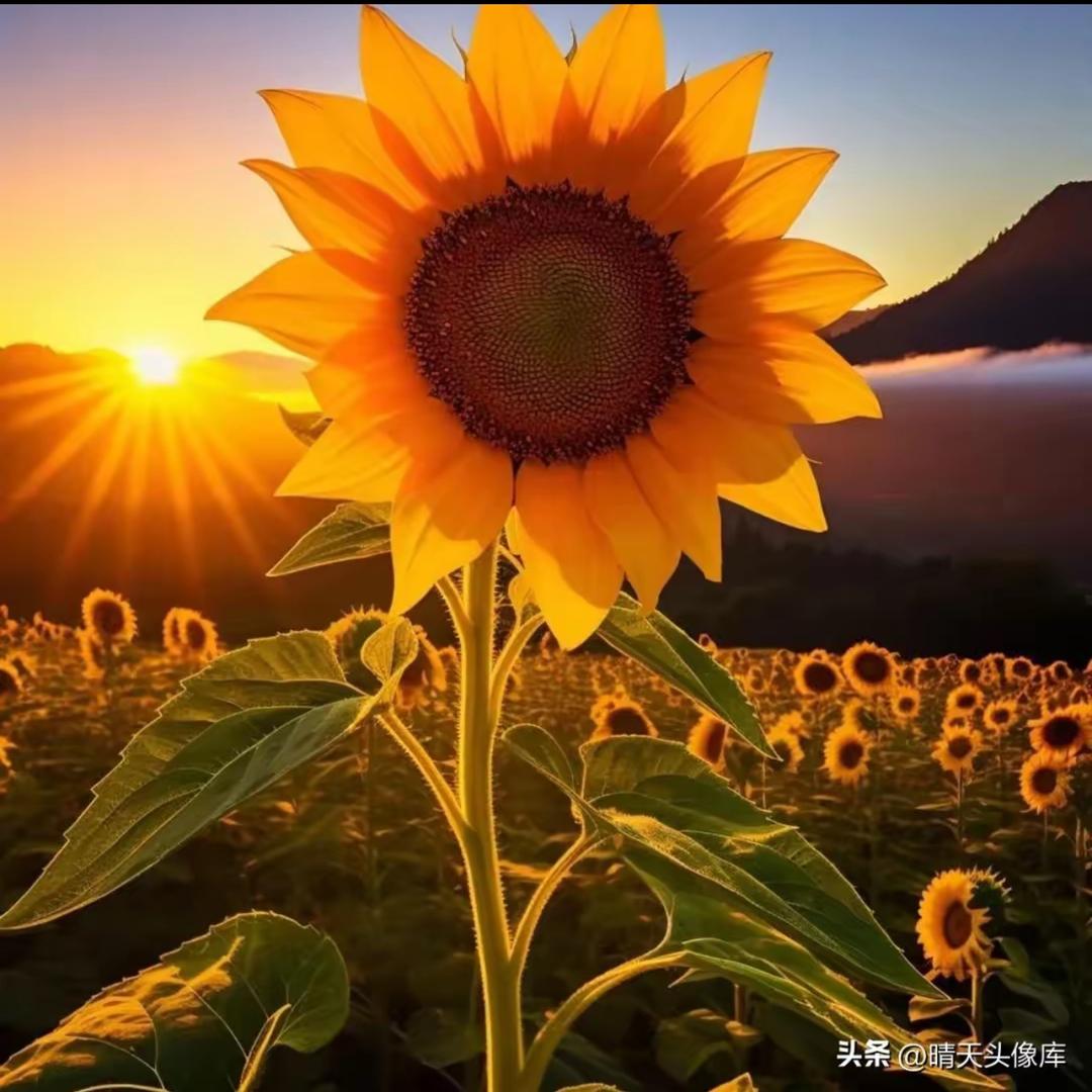 立颖澄昱（拒绝私聊连赞）